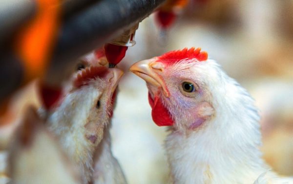 Perú y Chile levantan la prohibición: vuelven a comprar carne aviar argentina
