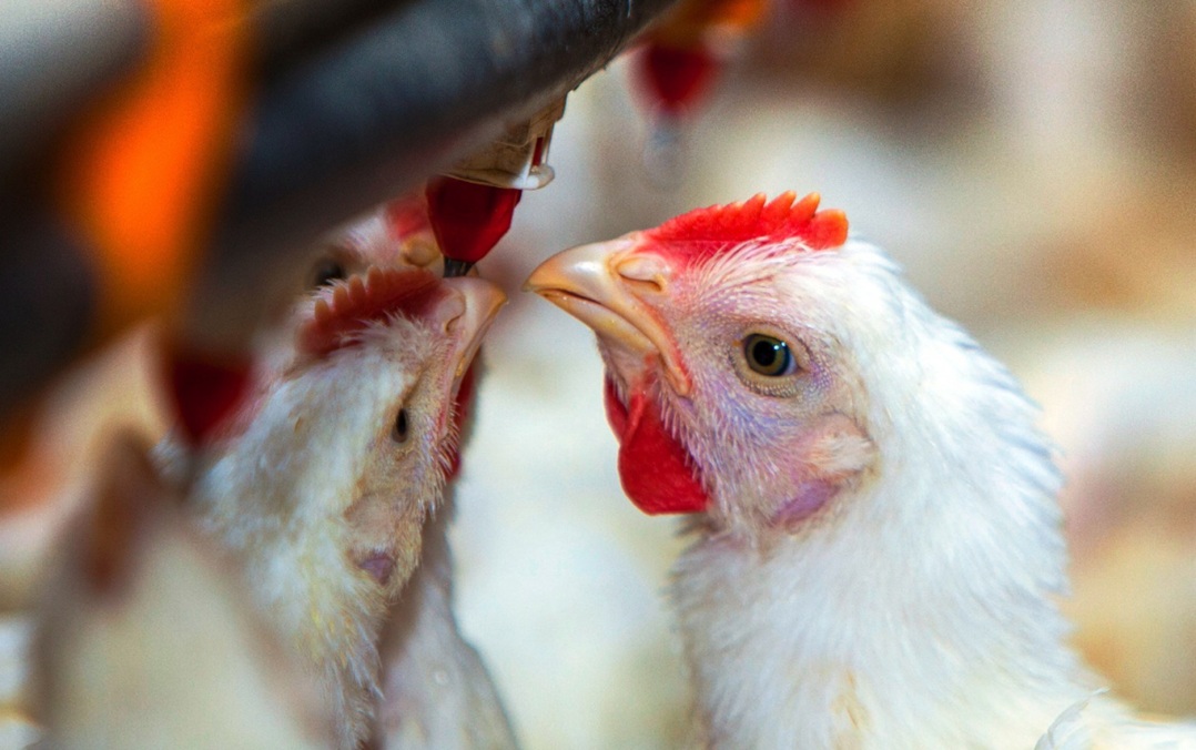 Perú y Chile levantan la prohibición: vuelven a comprar carne aviar argentina