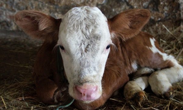Arranca la vacunación contra aftosa: el detalle que deben saber los productores