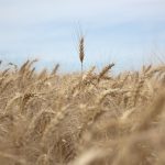 Milei oficializó la baja de retenciones al campo: el nuevo esquema que alivia al agro