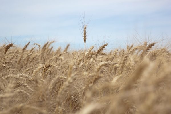 Milei oficializó la baja de retenciones al campo: el nuevo esquema que alivia al agro