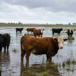 El INTA anticipa el escenario catastrófico que viviría Entre Ríos con El Niño extremo