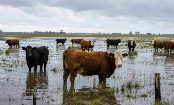 El INTA anticipa el escenario catastrófico que viviría Entre Ríos con El Niño extremo