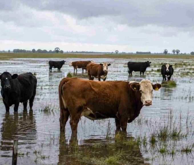 El INTA anticipa el escenario catastrófico que viviría Entre Ríos con El Niño extremo