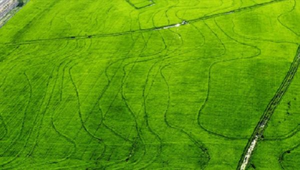 La peor en 26 años: el arroz entrerriano enfrenta una caída del 30%