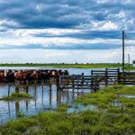 El Niño y las lluvias: qué recomienda el INTA para proteger el campo