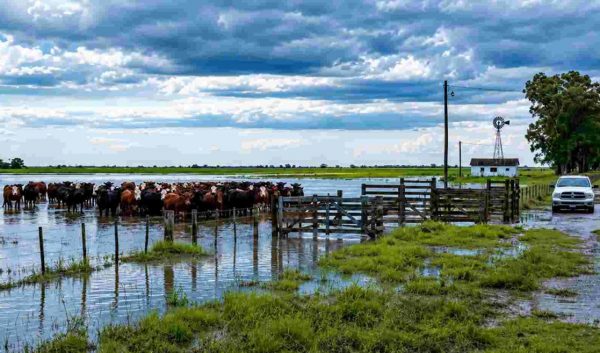 El Niño y las lluvias: qué recomienda el INTA para proteger el campo