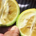 HLB en Entre Ríos: casi la mitad de las muestras vegetales dieron positivo