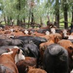 El Niño en Entre Ríos: 492.000 cabezas buscan tierra seca antes de que llegue el agua