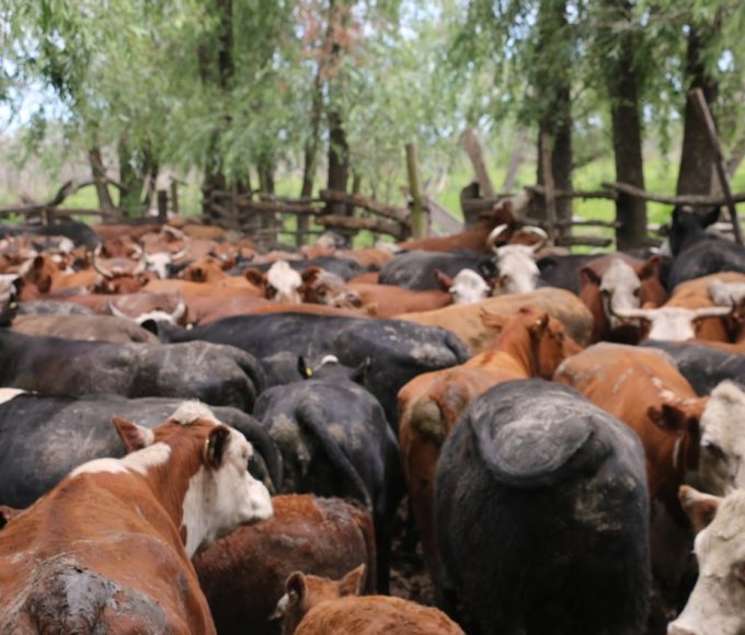 El Niño en Entre Ríos: 492.000 cabezas buscan tierra seca antes de que llegue el agua