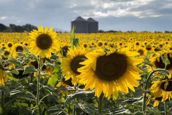 Agroindustria argentina: récord de exportaciones en los primeros cinco meses del año