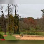 Parque San Carlos: restringen el paso por riesgo de caída de árboles