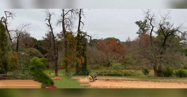 Parque San Carlos: restringen el paso por riesgo de caída de árboles