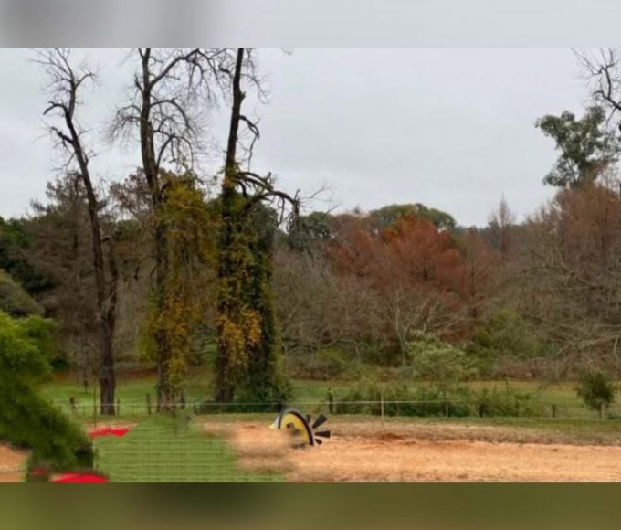 Parque San Carlos: restringen el paso por riesgo de caída de árboles