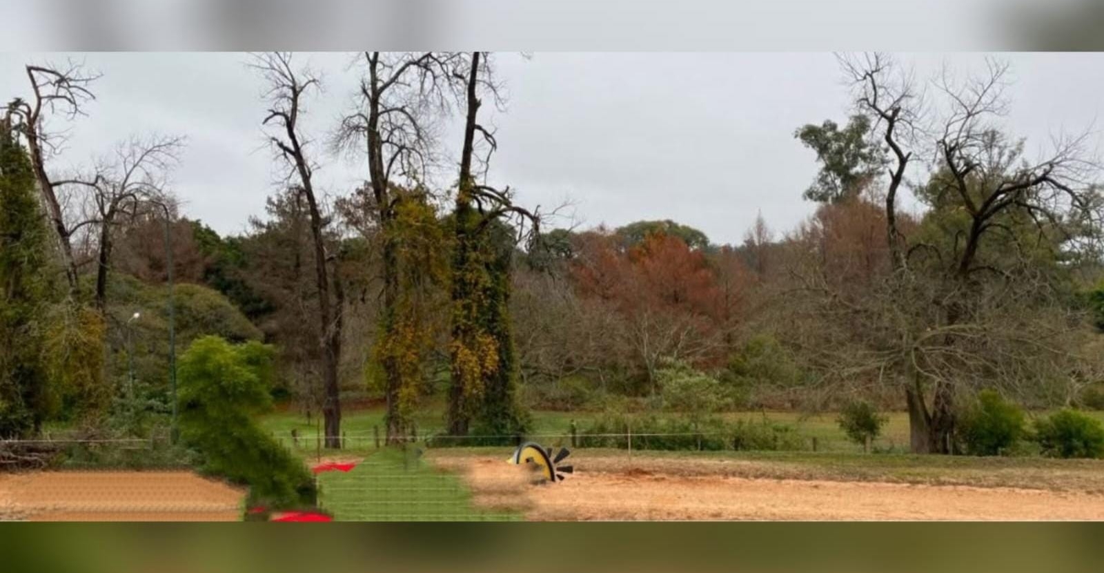 Parque San Carlos: restringen el paso por riesgo de caída de árboles