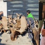Caza ilegal en Gualeguaychú: secuestran armas y trofeos por $1.326 millones