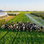 Lecheros entrerrianos apuestan al RIMI para modernizar los tambos