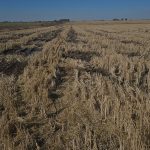 San Salvador: el arroz en crisis pide crédito urgente para no desaparecer