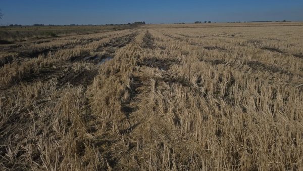 San Salvador: el arroz en crisis pide crédito urgente para no desaparecer