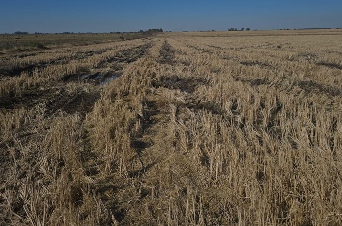 San Salvador: el arroz en crisis pide crédito urgente para no desaparecer