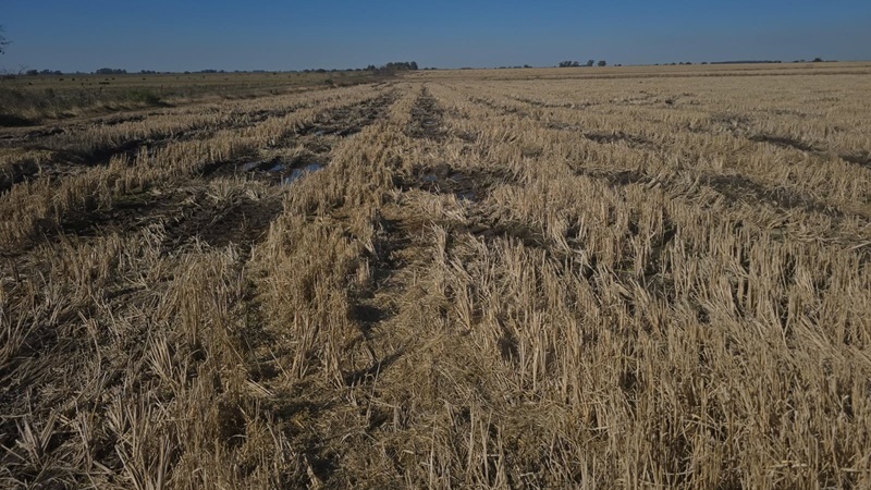 San Salvador: el arroz en crisis pide crédito urgente para no desaparecer