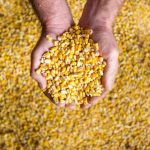 El maíz entrerriano explota: producción creció 83% en un año