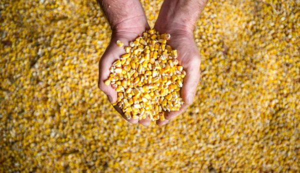 El maíz entrerriano explota: producción creció 83% en un año