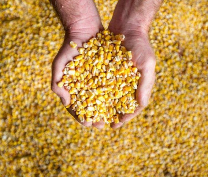 El maíz entrerriano explota: producción creció 83% en un año