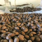 El pecán entrerriano crece: optimismo y desafío de costos para la próxima campaña