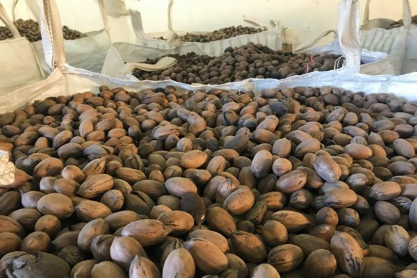 El pecán entrerriano crece: optimismo y desafío de costos para la próxima campaña