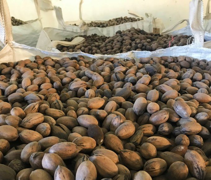 El pecán entrerriano crece: optimismo y desafío de costos para la próxima campaña