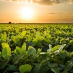El Niño como aliado: el INTA ve una oportunidad histórica para el agro