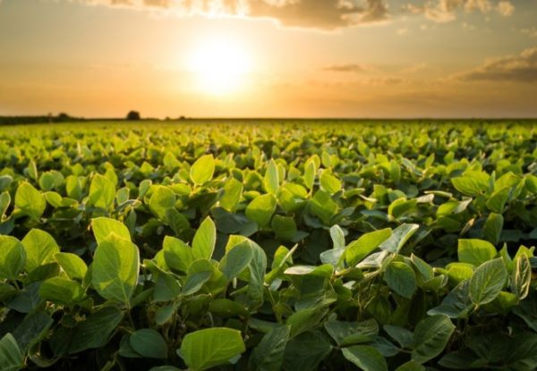 El Niño como aliado: el INTA ve una oportunidad histórica para el agro