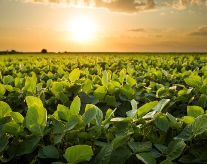 El Niño como aliado: el INTA ve una oportunidad histórica para el agro