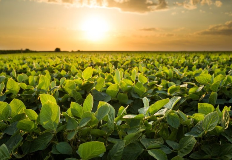 El Niño como aliado: el INTA ve una oportunidad histórica para el agro