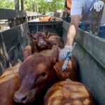 Vacunación antiaftosa 2026 en Entre Ríos: alerta por terneras sin protección