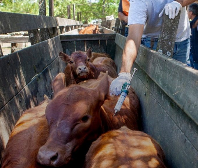 Vacunación antiaftosa 2026 en Entre Ríos: alerta por terneras sin protección