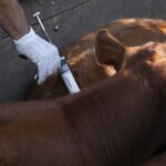 Fucofa prepara la vacunación voluntaria contra aftosa y brucelosis para noviembre