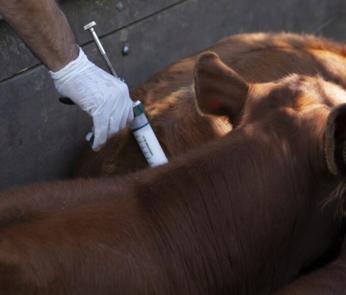 Fucofa prepara la vacunación voluntaria contra aftosa y brucelosis para noviembre