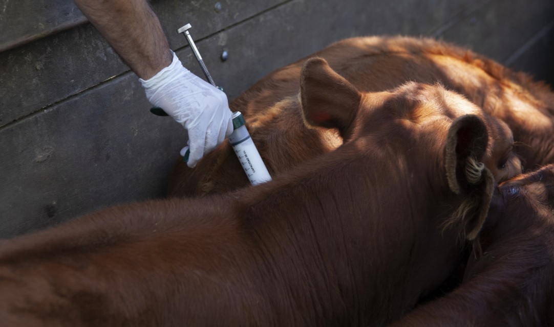 Fucofa prepara la vacunación voluntaria contra aftosa y brucelosis para noviembre
